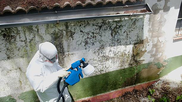 Trusted Attic Mold Removal service in Williamston, MI - Cheap Mold Removal
